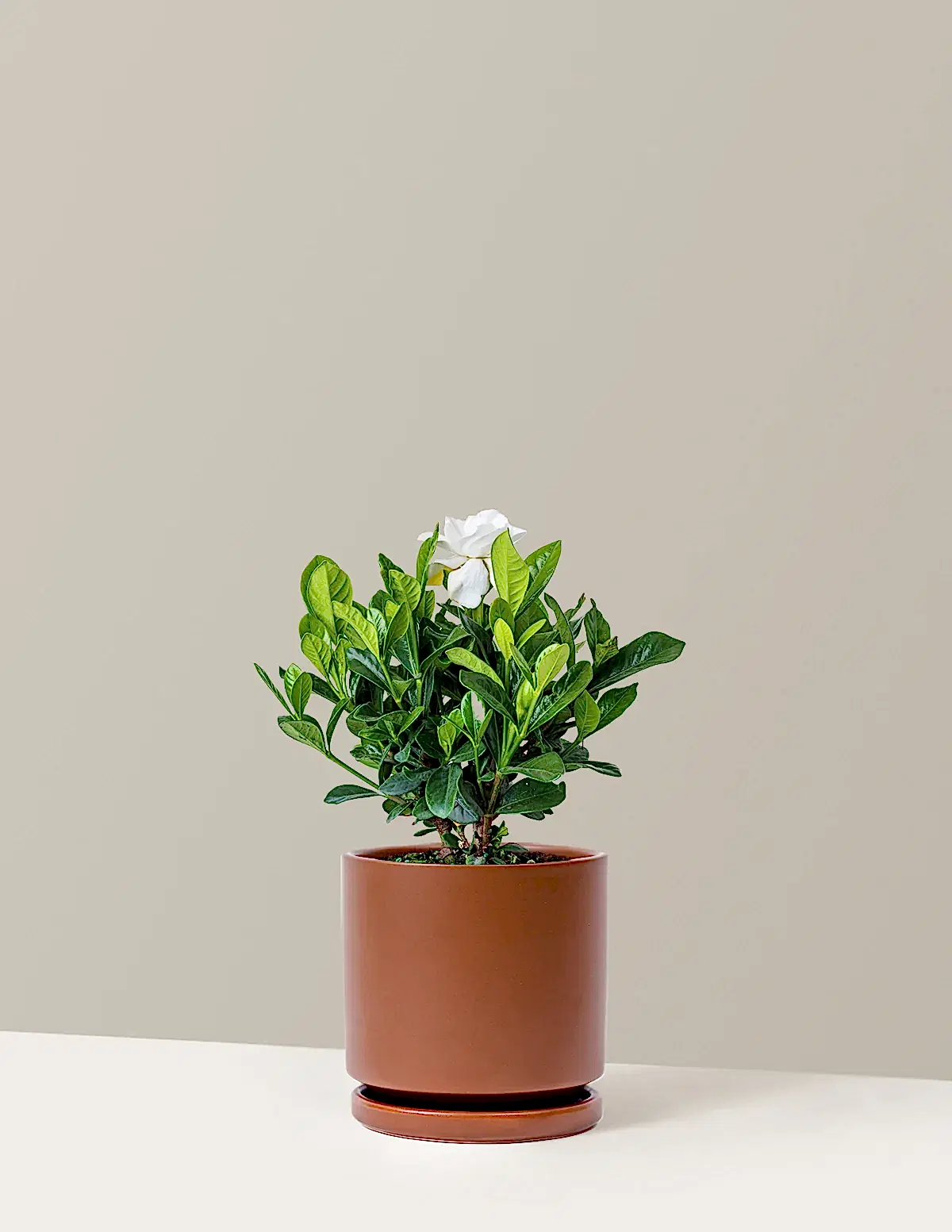 Gardenia Bush