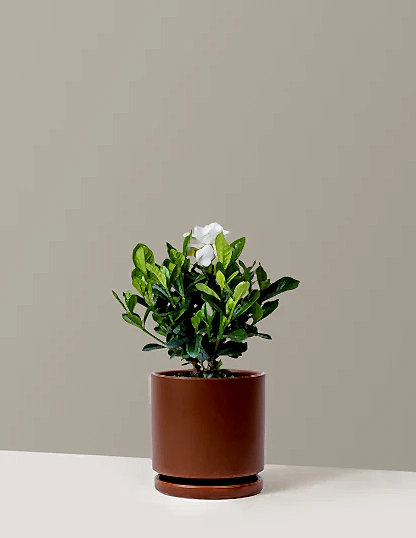 Gardenia Bush
