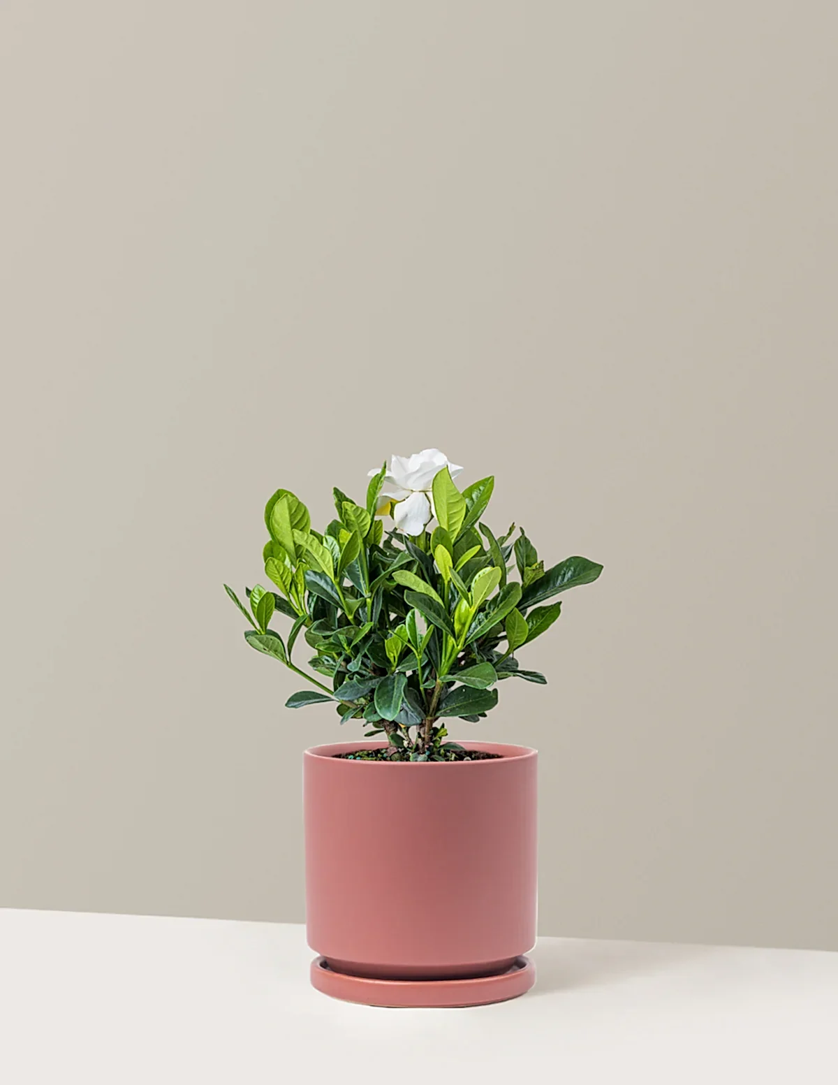 Gardenia Bush
