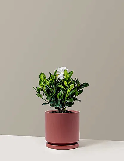 Gardenia Bush