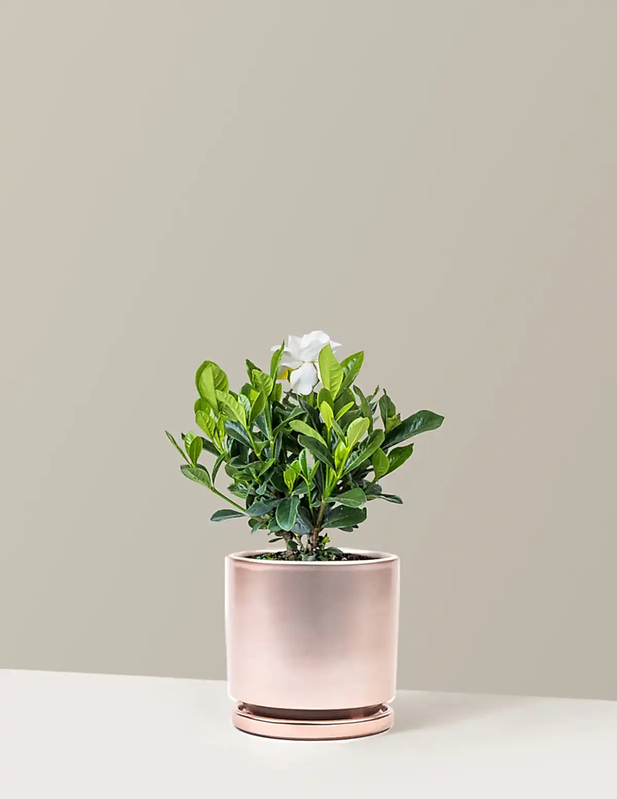 Gardenia Bush