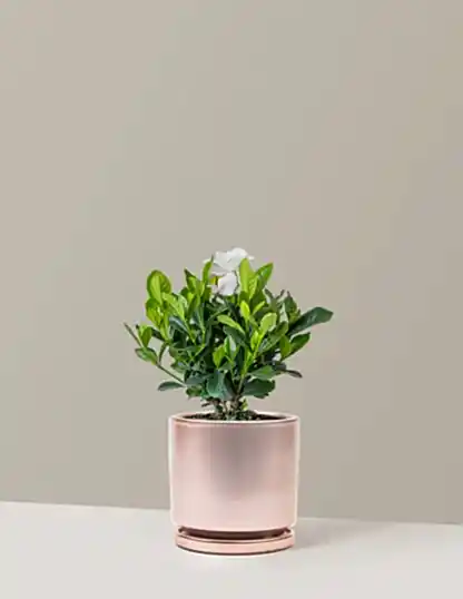 Gardenia Bush