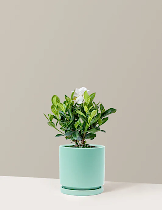 Gardenia Bush