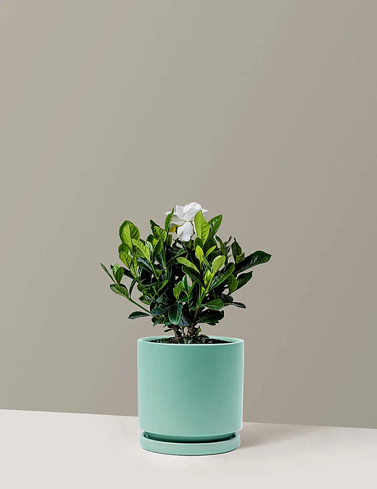 Gardenia Bush
