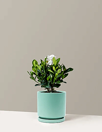 Gardenia Bush