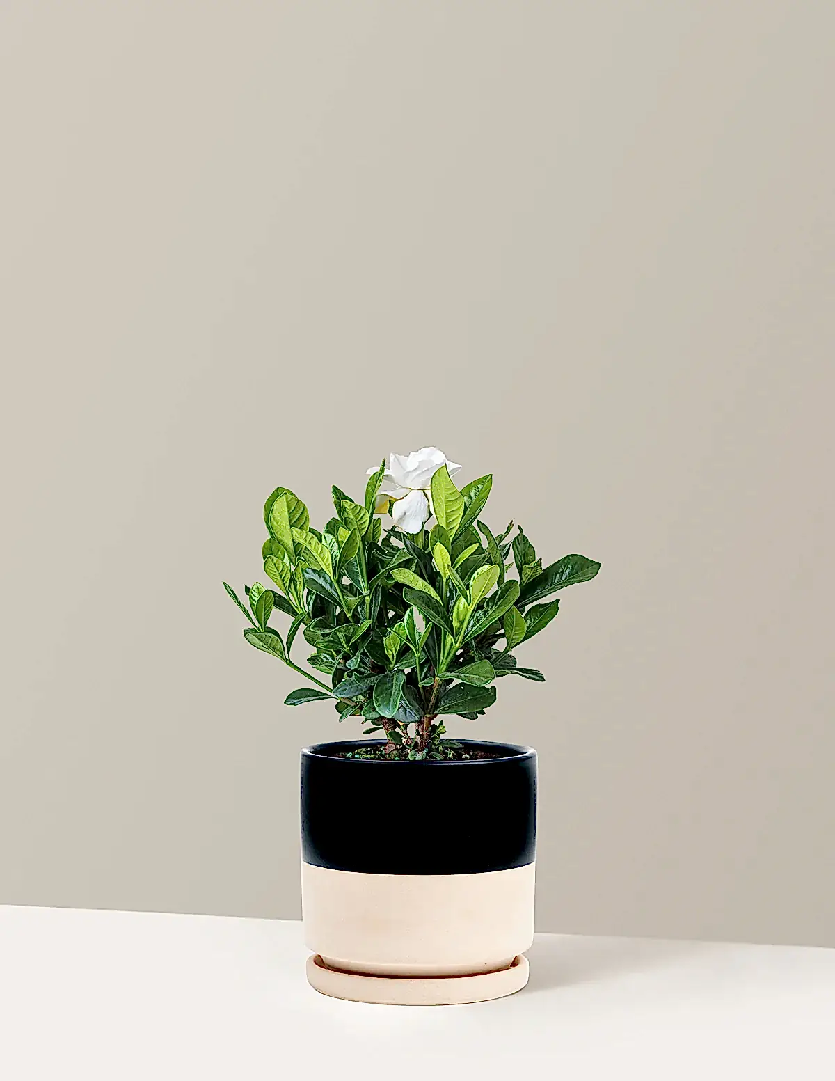 Gardenia Bush