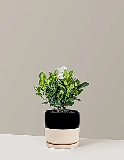 Gardenia Bush