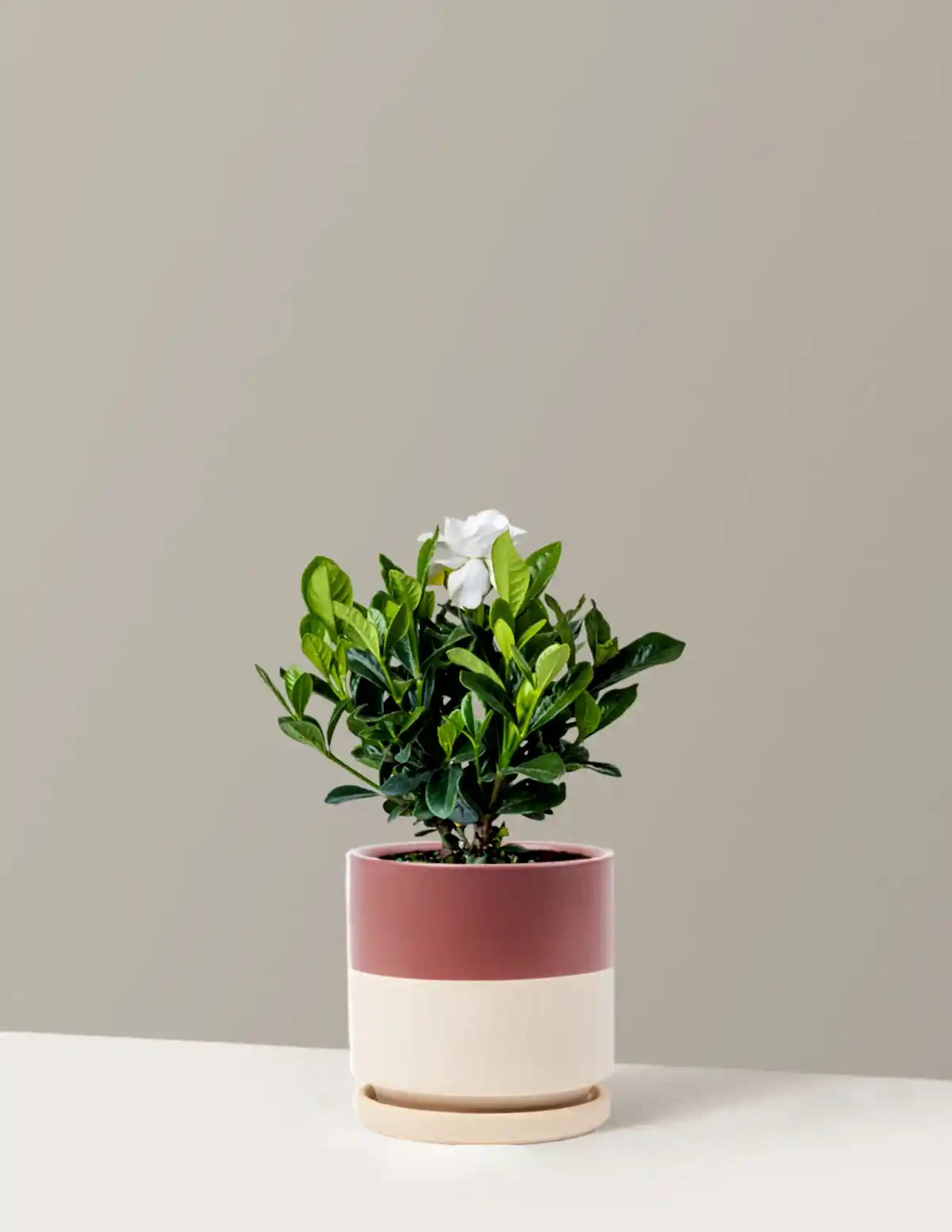 Gardenia Bush