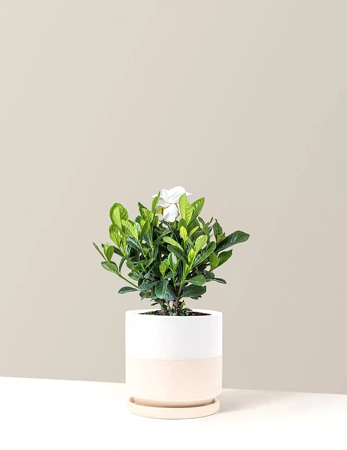 Gardenia Bush