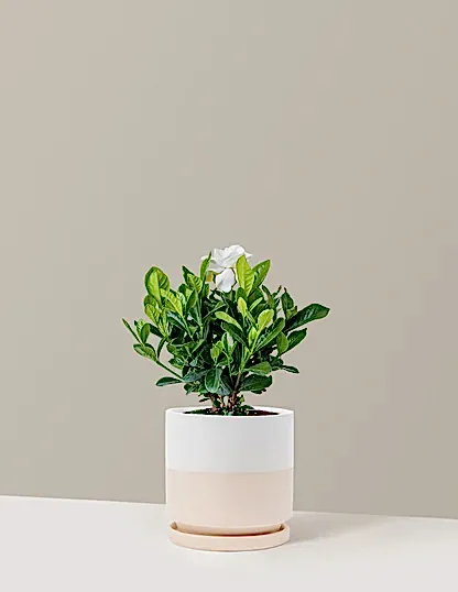 Gardenia Bush
