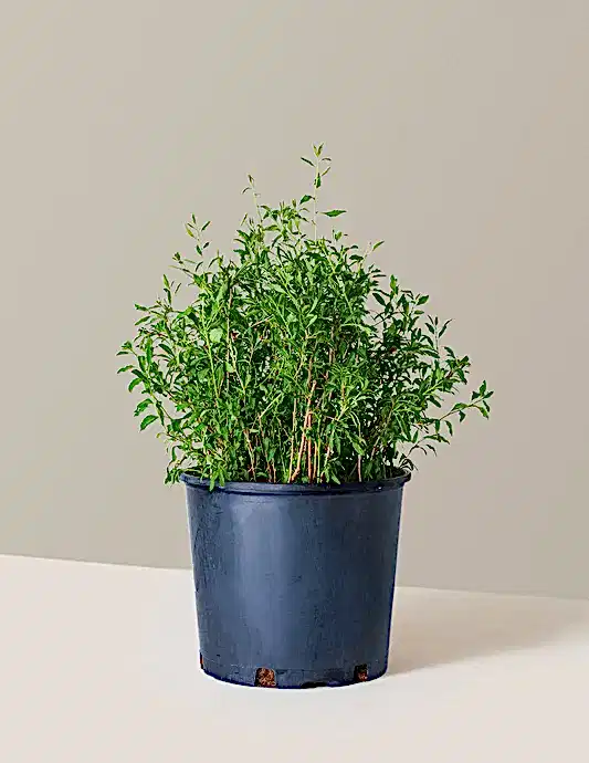 Goji Berry