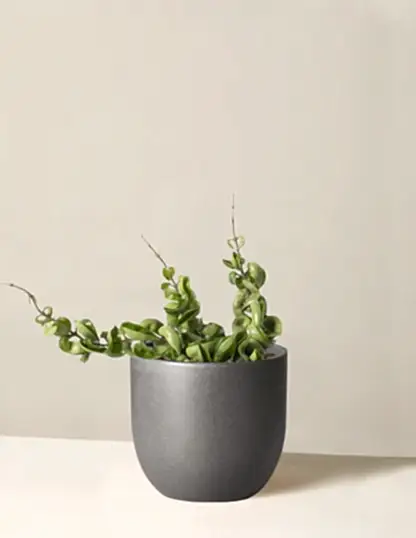 Hoya 'Rope'