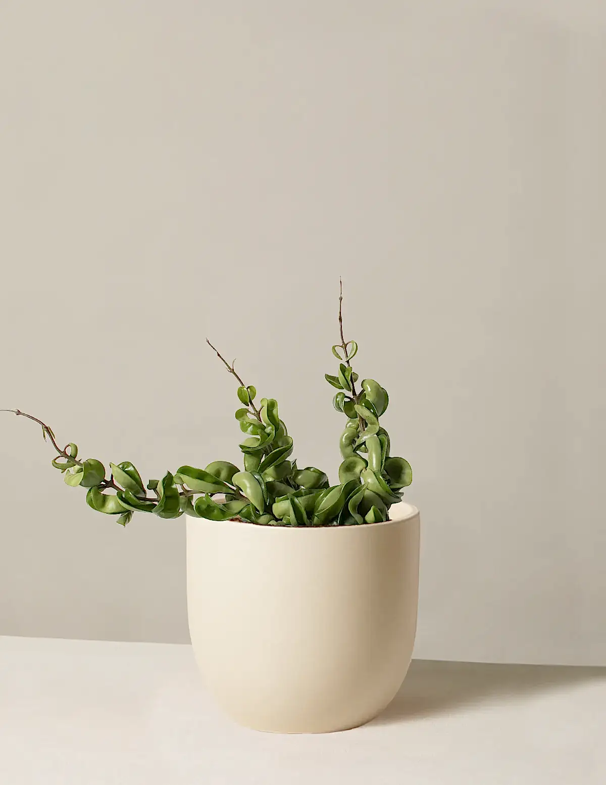 Hoya 'Rope'