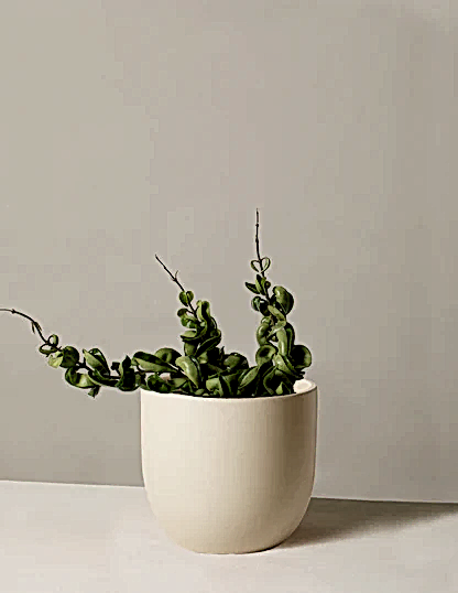 Hoya 'Rope'