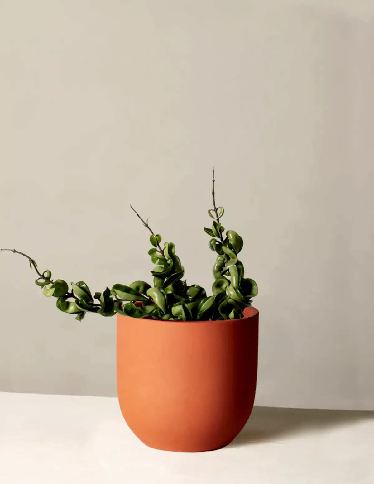 Hoya 'Rope'
