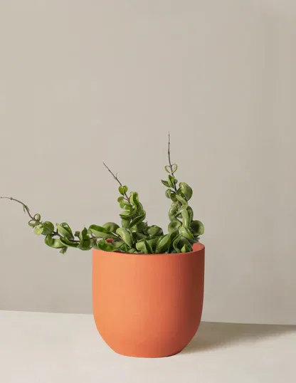 Hoya 'Rope'