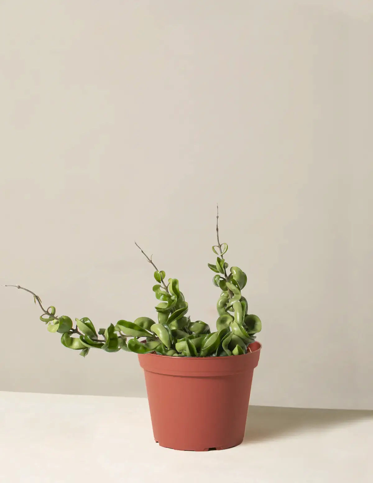 Hoya 'Rope'