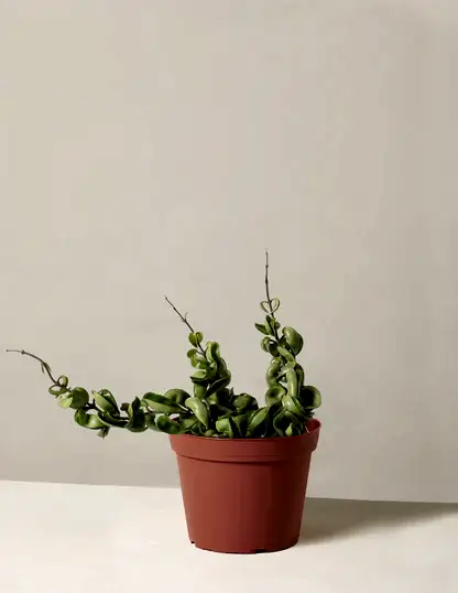 Hoya 'Rope'