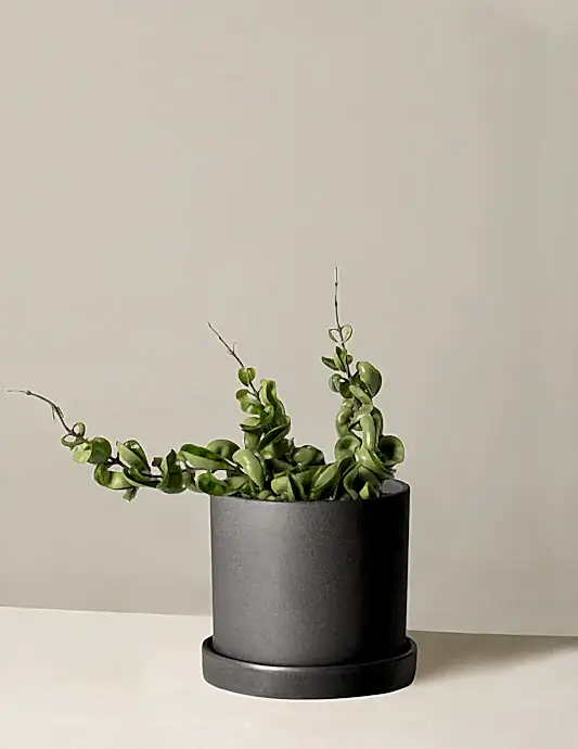 Hoya 'Rope'