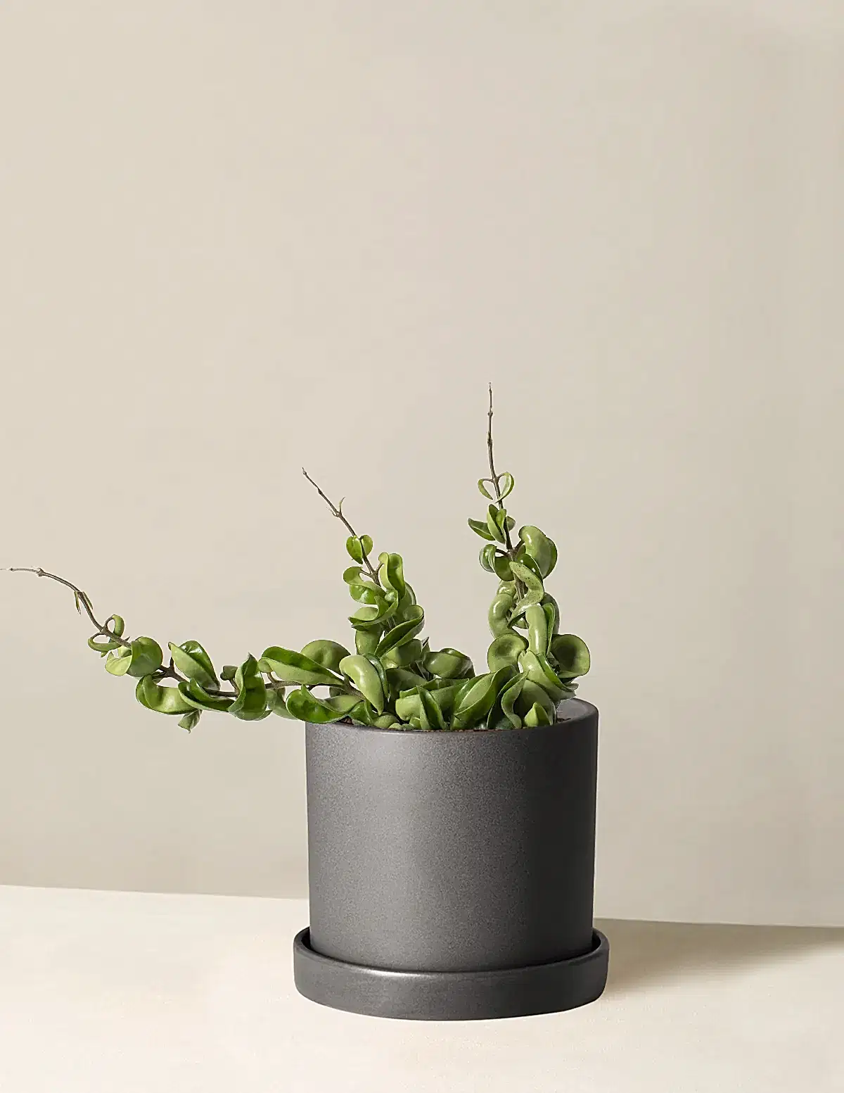 Hoya 'Rope'