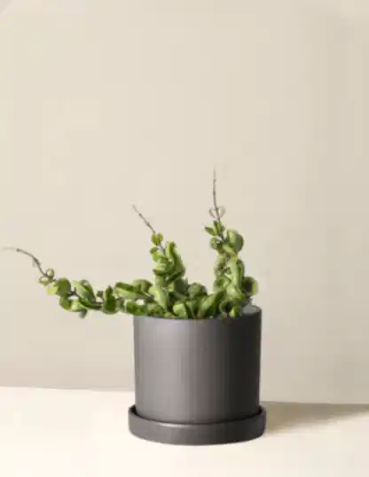 Hoya 'Rope'