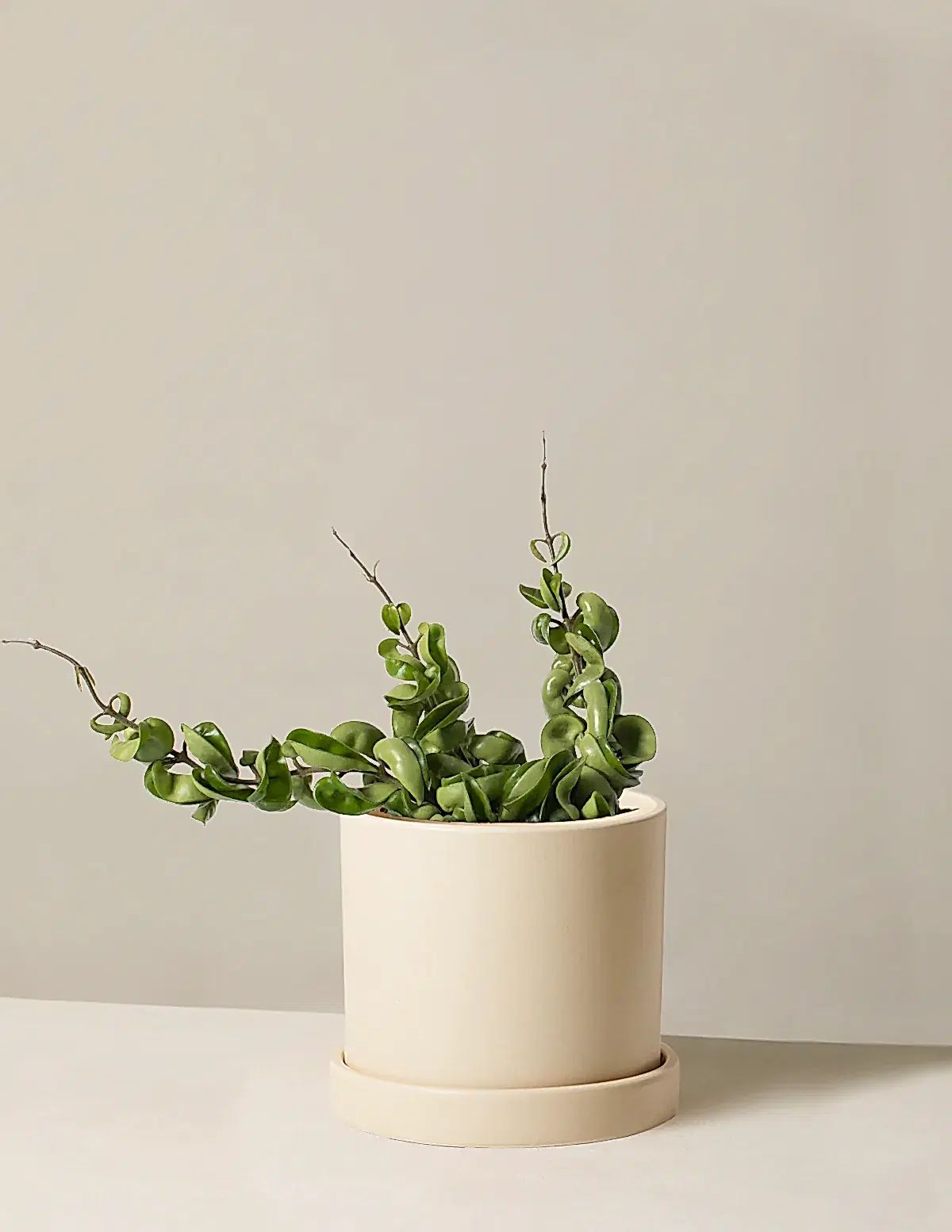 Hoya 'Rope'