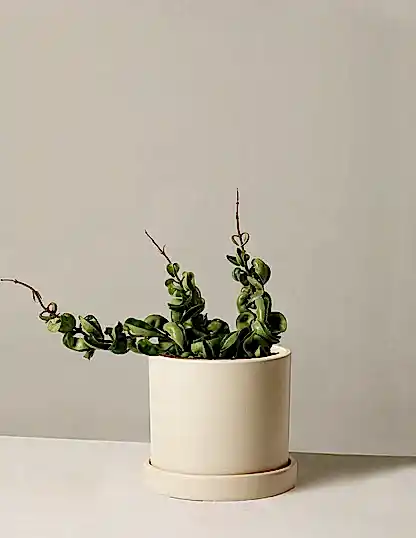 Hoya 'Rope'