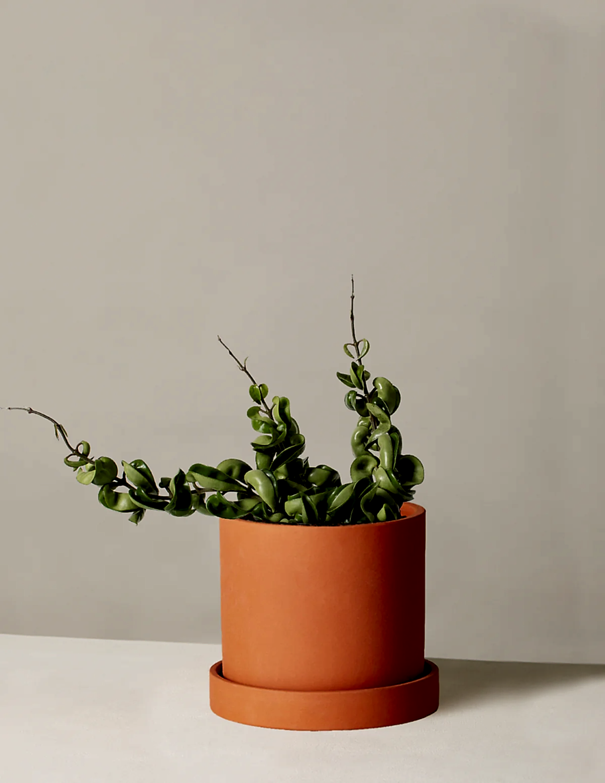 Hoya 'Rope'