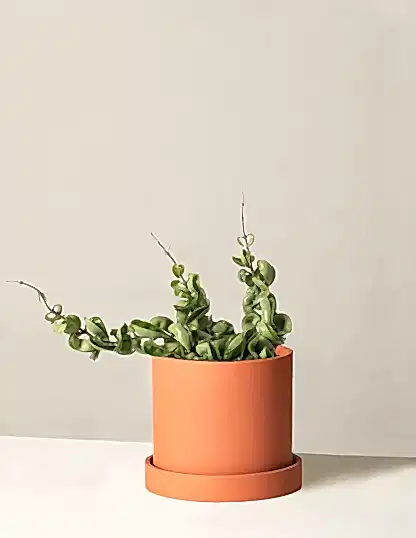 Hoya 'Rope'