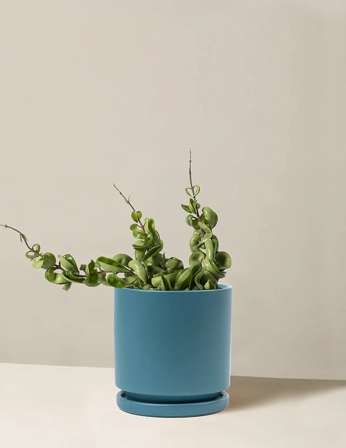 Hoya 'Rope'