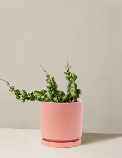 Hoya 'Rope'