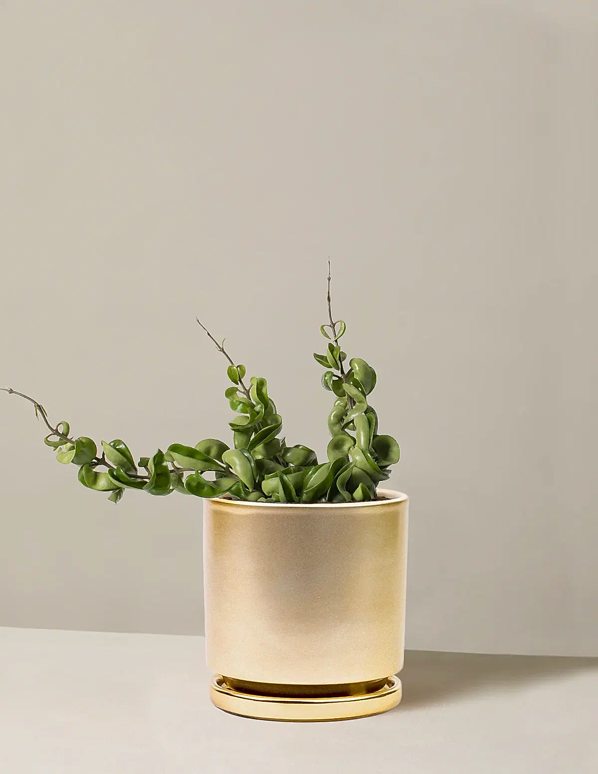 Hoya 'Rope'