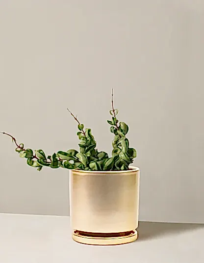 Hoya 'Rope'