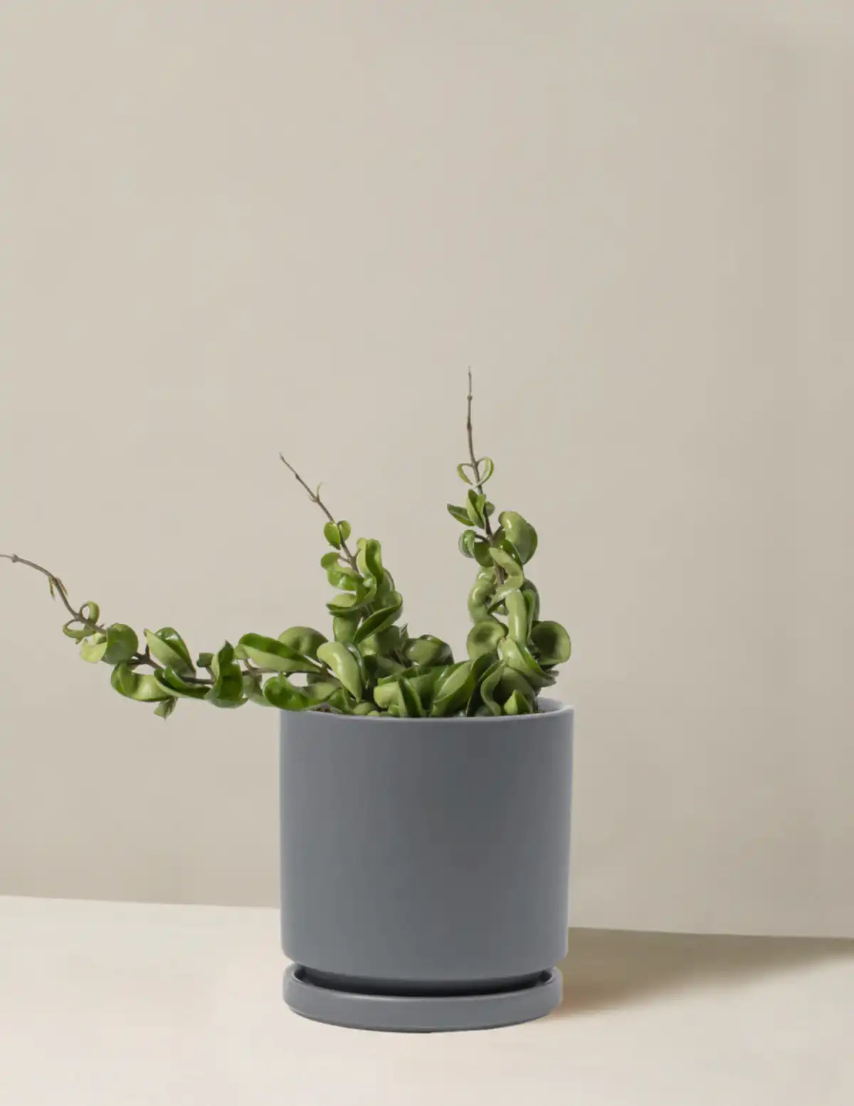 Hoya 'Rope'