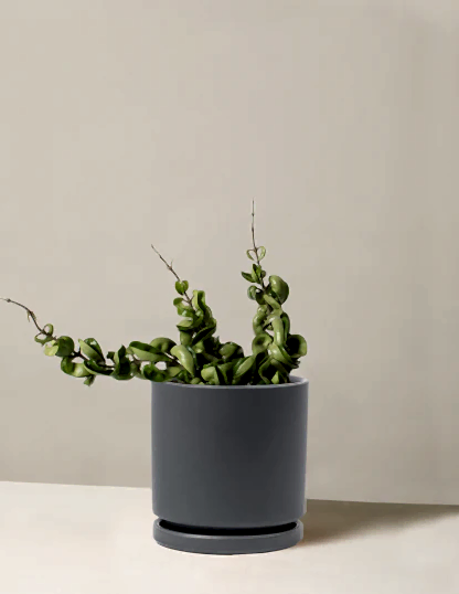Hoya 'Rope'