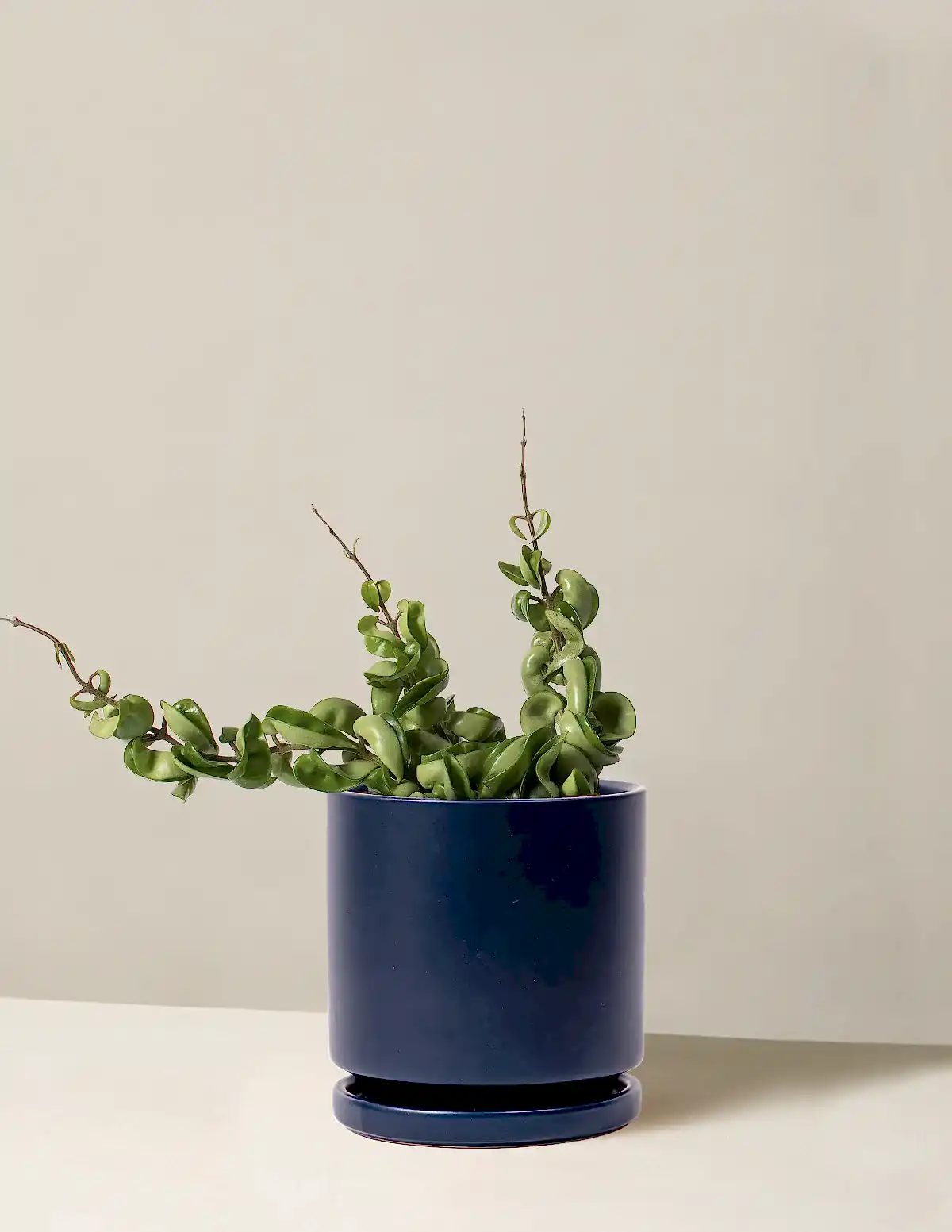 Hoya 'Rope'