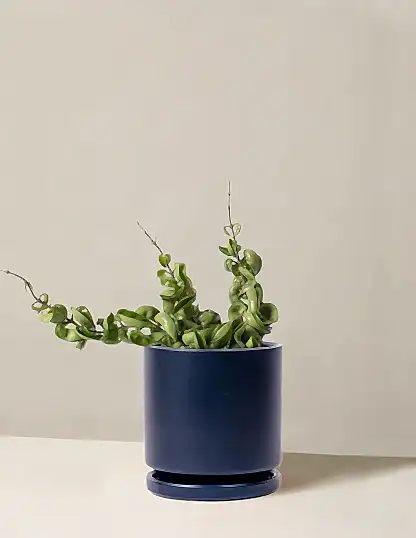 Hoya 'Rope'