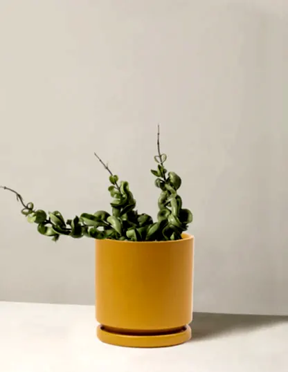 Hoya 'Rope'