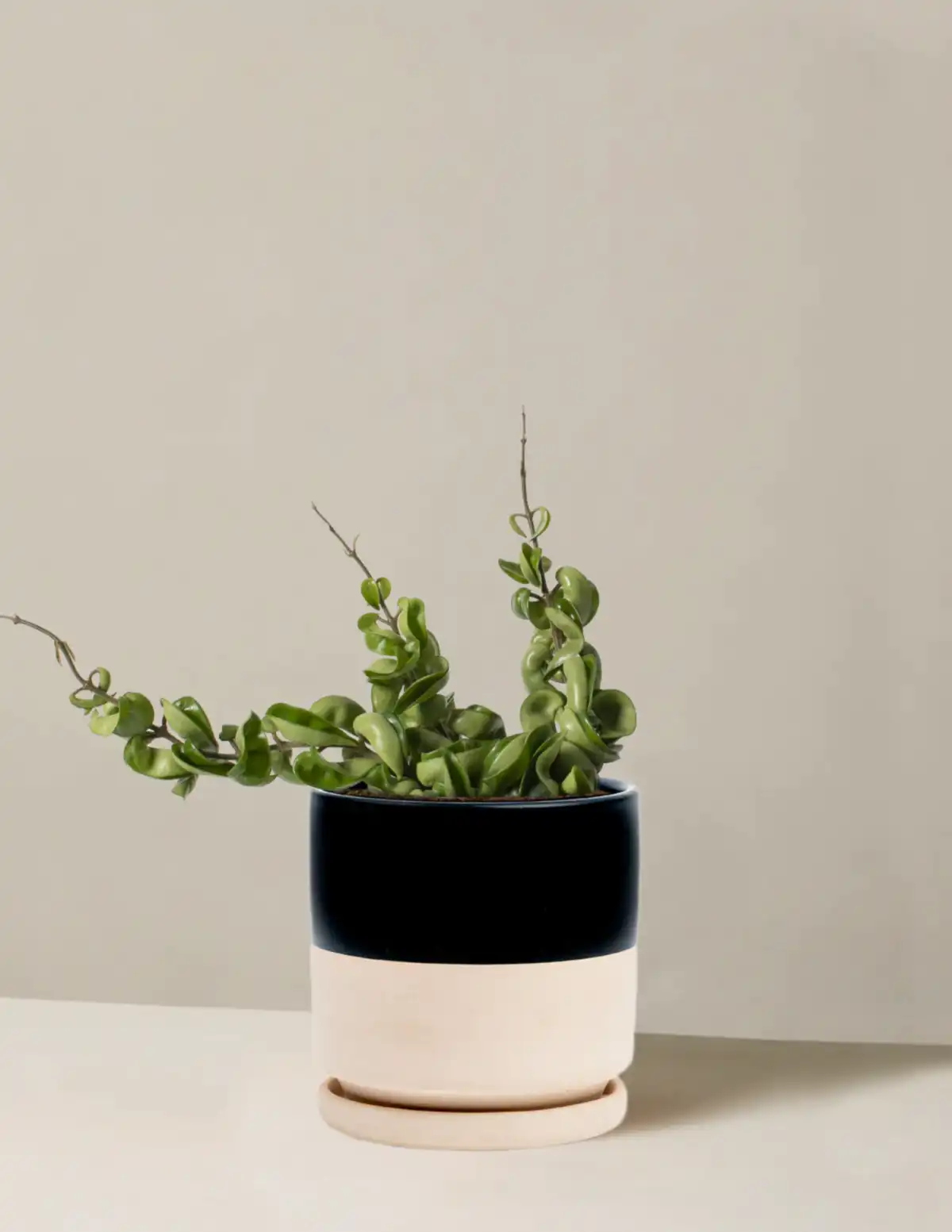 Hoya 'Rope'