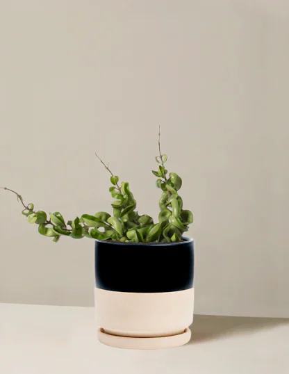 Hoya 'Rope'