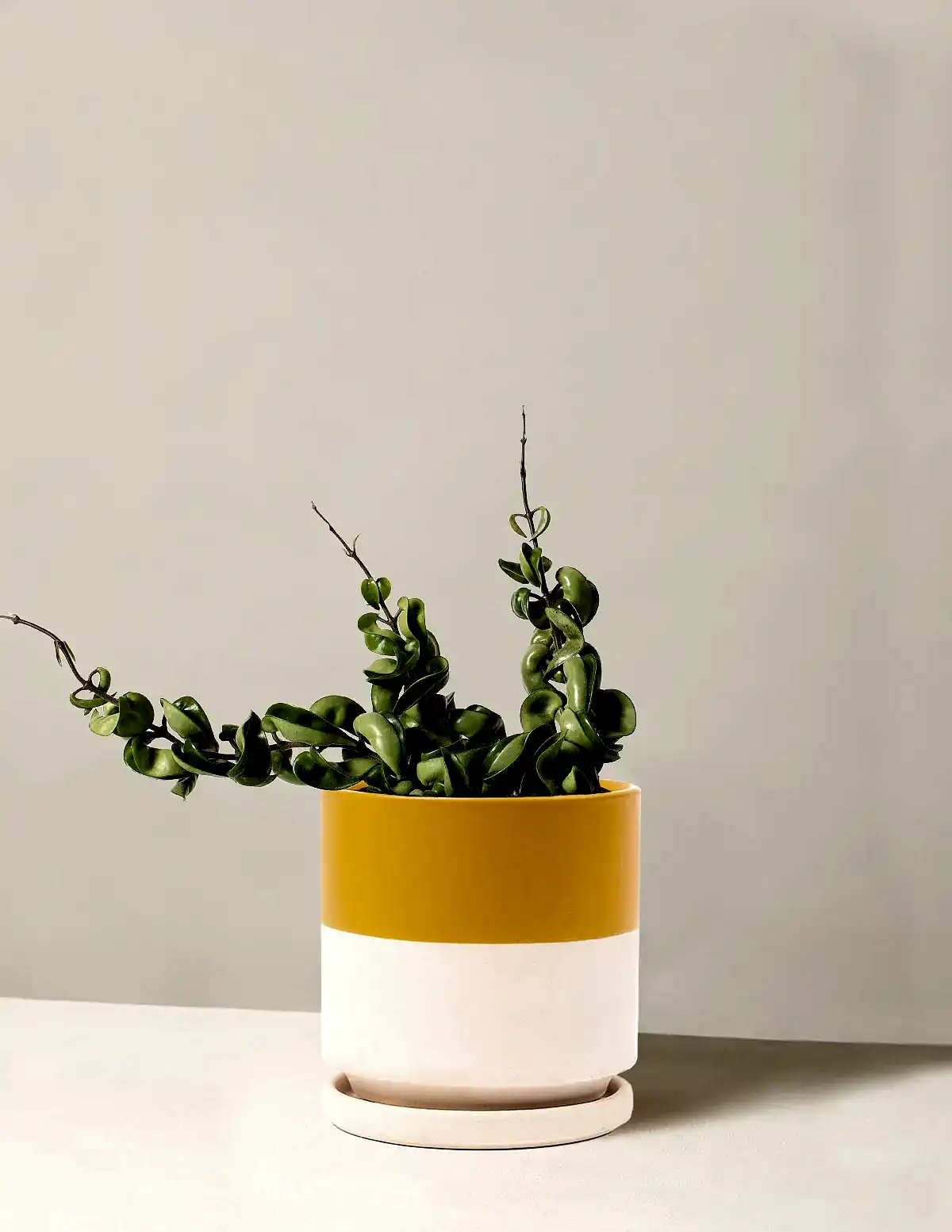 Hoya 'Rope'