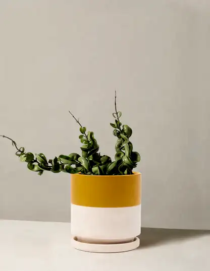 Hoya 'Rope'