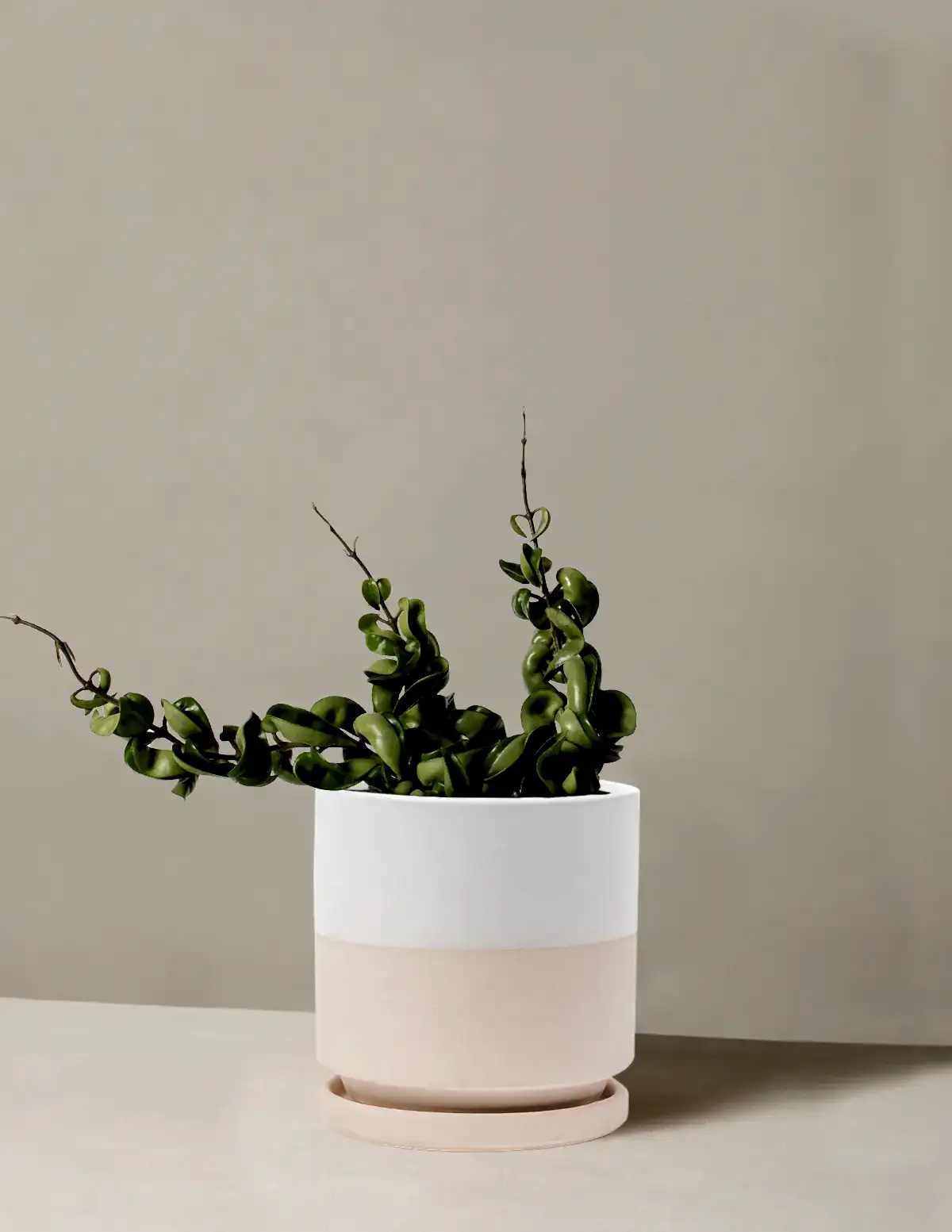 Hoya 'Rope'