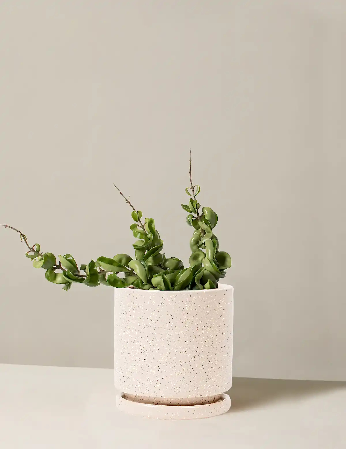 Hoya 'Rope'