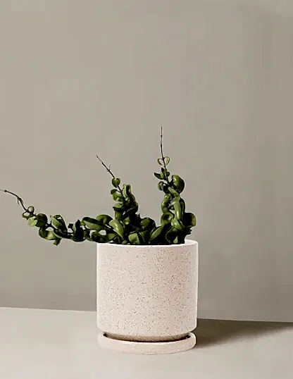 Hoya 'Rope'