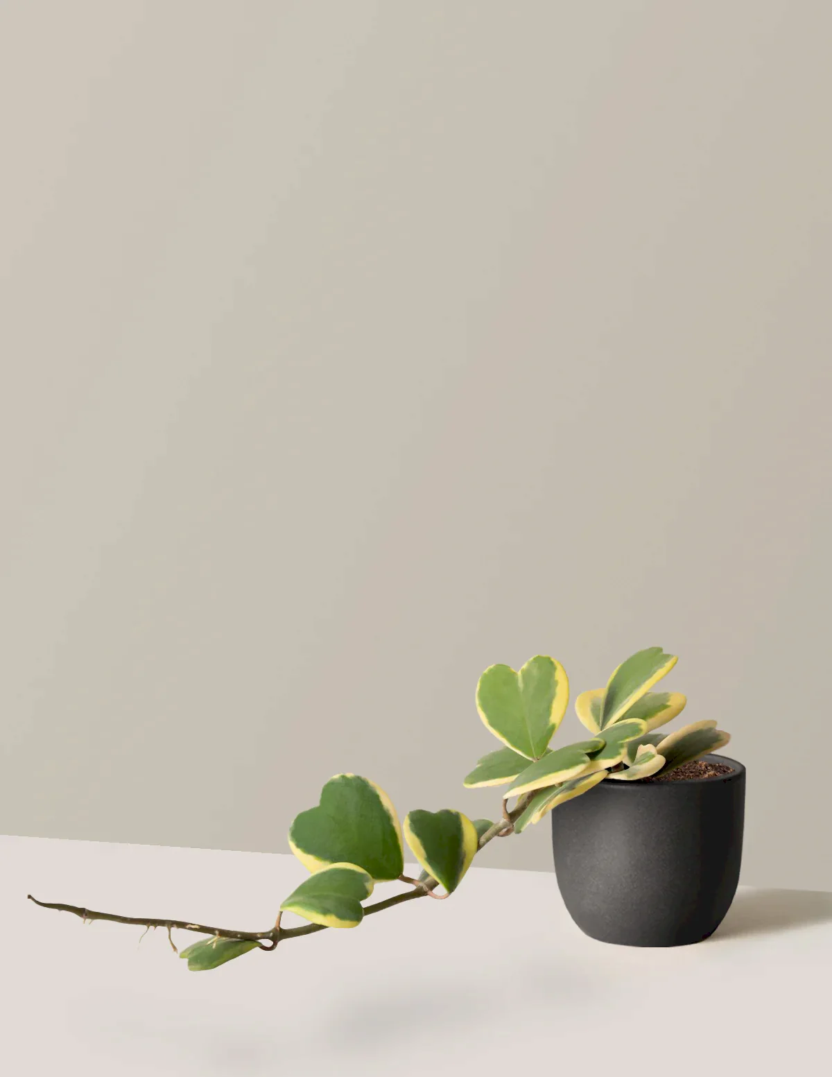 Trailing Hoya Heart