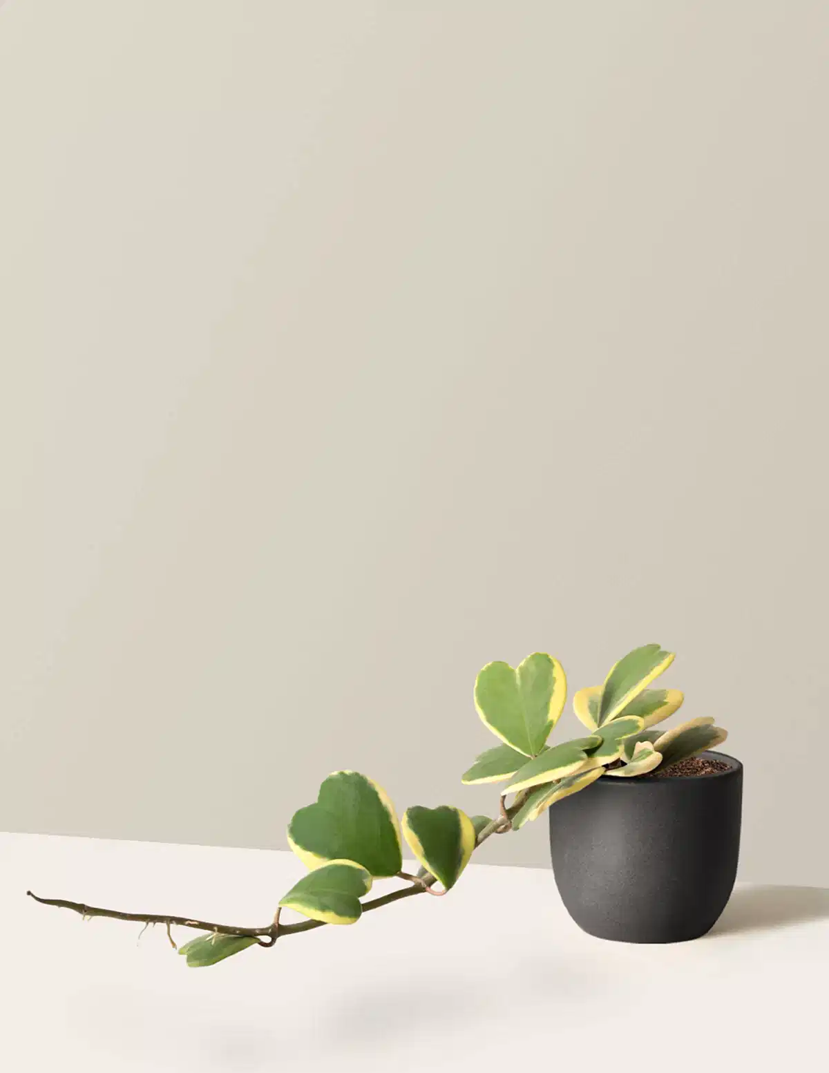 Trailing Hoya Heart