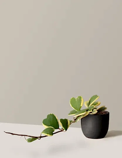 Trailing Hoya Heart