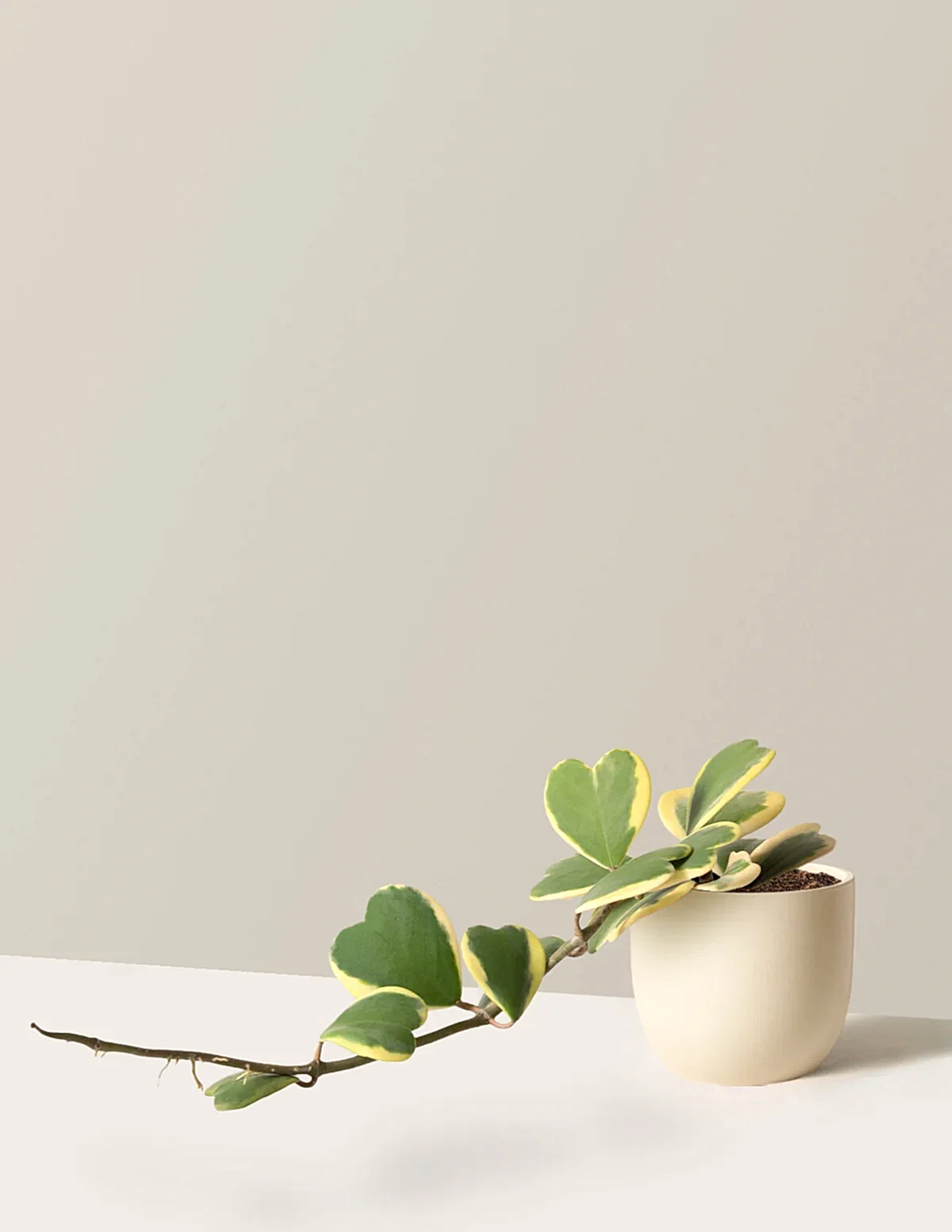 Trailing Hoya Heart
