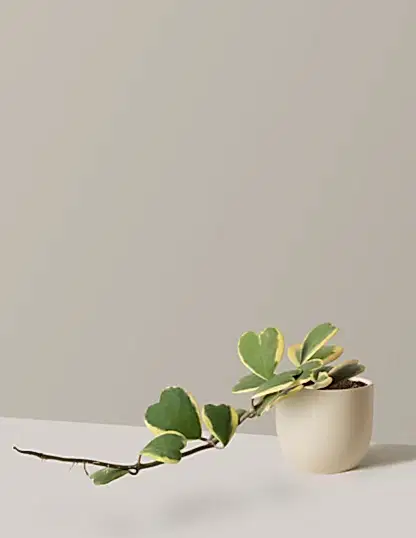 Trailing Hoya Heart